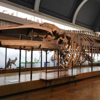 Muzeum Przyrodnicze Uniwersytetu Wrocławskiego [Noc Muzeów 2025]