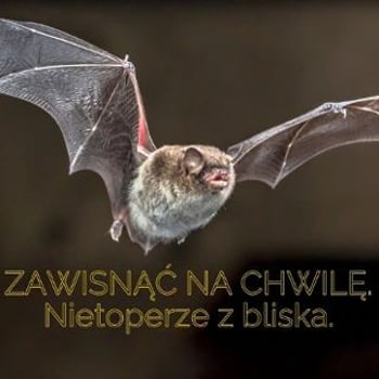 Zawisnąć na chwilę. Nietoperze z bliska