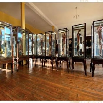 Uniwersytet Medyczny we Wrocławiu, Muzeum Anatomii [Noc Muzeów 2025]