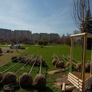 WROśnij we WROcław – spotkanie z drzewkami dla dzieci