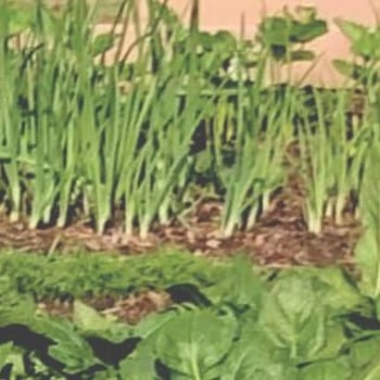 Lekcje Miejskiej Permakultury – Kompost czarne złoto ogrodników