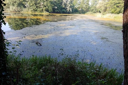 Poprawa warunków fizykochemicznych zbiornika Pawłowickiego znajdującego się pomiędzy ulicami: Pawłowicką, Jeziorową i Sasankową”