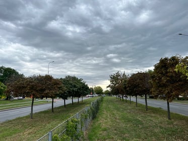Zasadzenie 756 nowych drzew wzdłuż alei Armii Krajowej (Zielona i rowerowa al. Armii Krajowej)