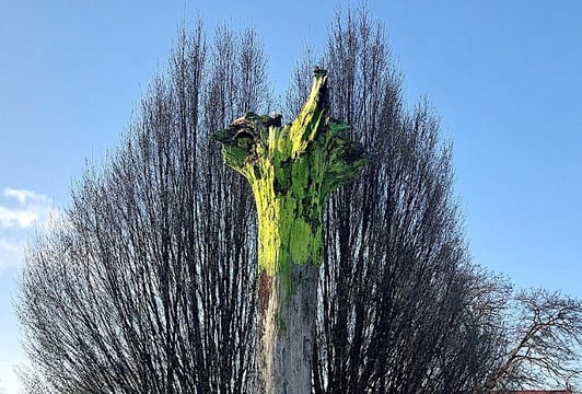 Żywy Pomnik Arena_materiały Galerii Entropia