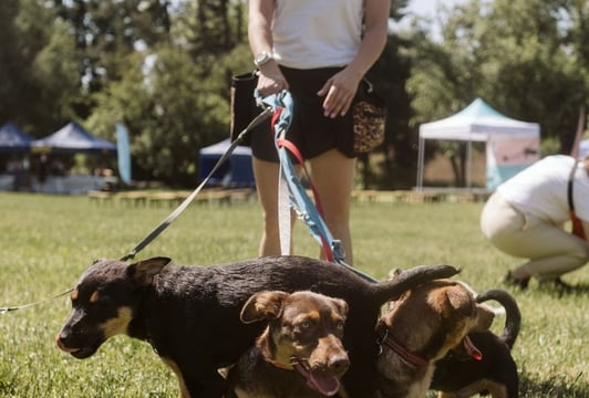 V Piknik Adopciaka GRUPY RATUJ