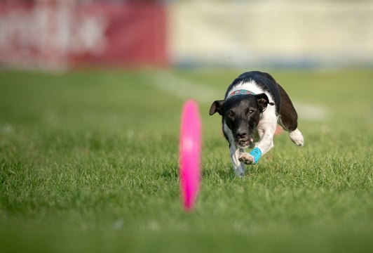 Dogfrisbee