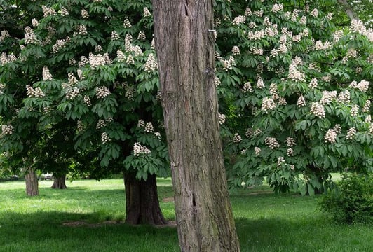Park im. Lesława Węgrzynowskiego