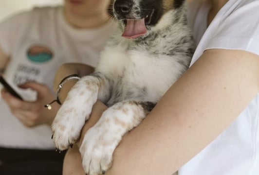 V Piknik Adopciaka GRUPY RATUJ