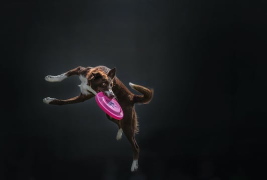 Dogfrisbee