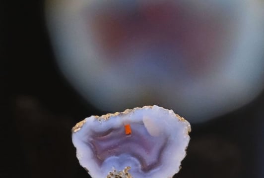 Owoce „Ziem Rzadkich” - wystawa rzeźb i makrofotografii w Muzeum Mineralogicznym UWr.