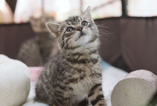 V Piknik Adopciaka GRUPY RATUJ
