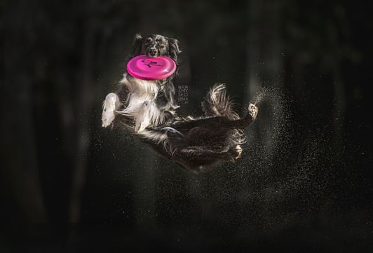 Dogfrisbee