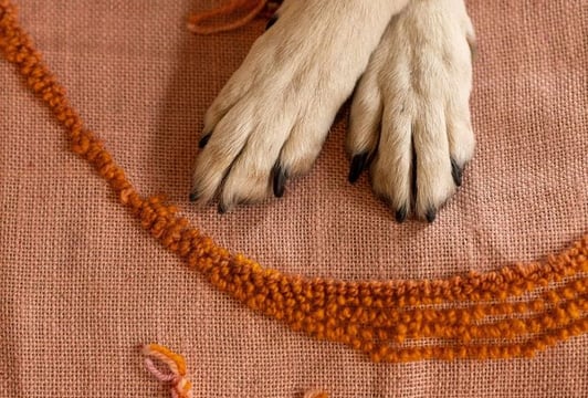 Żyjnia BWA Wrocław