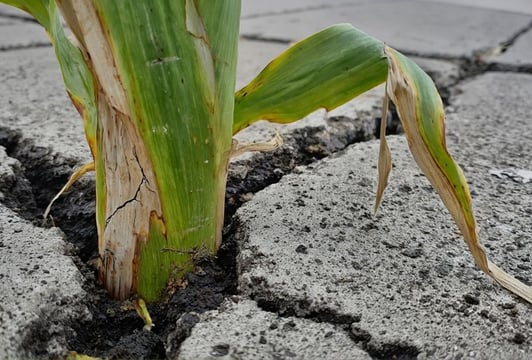 Maja Wolinska_A-Different-Kind-of-Order_07