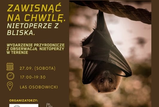 Zawisnąć na chwilę. Nietoperze z bliska