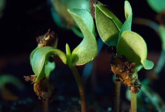 Wolinska_A-Different-Kind-of-Order_02