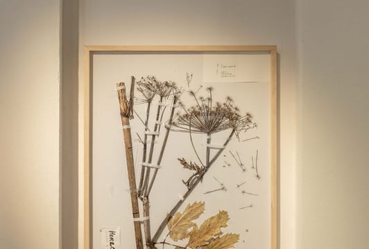 Na zdjęciu „Zielnik” Alevtiny Kakhidze