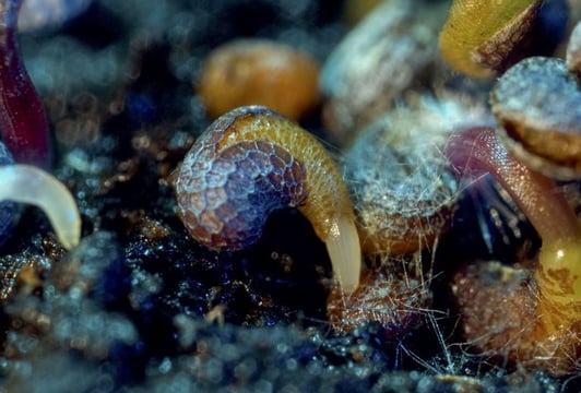 Wolinska_A-Different-Kind-of-Order_03