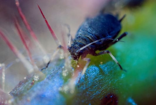 Maja Wolinska_A-Different-Kind-of-Order_01