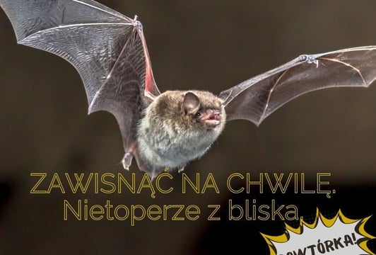 Zawisnąć na chwilę. Nietoperze z bliska
