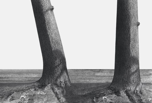 Paweł Frąckiewicz, Drzewa stojące 2 – wariant 1, druk UV na drewnie, 83 x 125 cm, 2024