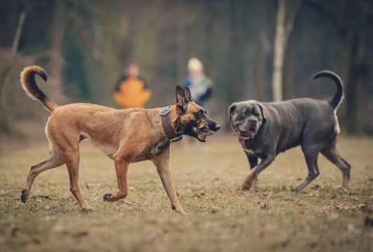 Skuteczna pomoc w pracy z psem agresywnym, lękowym, po przejściach