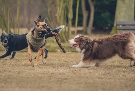 Skuteczna pomoc w pracy z psem agresywnym, lękowym, po przejściach