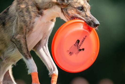 Dogfrisbee