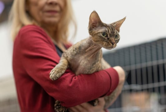 Wystawa kotów rasowych