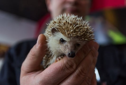 Wystawa Zwierząt Egzotycznych ZOO Team