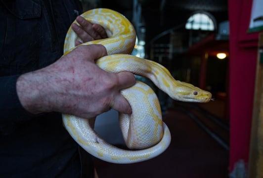 Wystawa Zwierząt Egzotycznych ZOO Team