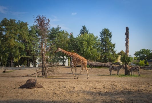 Zoo i Afrykarium – zwiedzanie, pokazowe karmienia, godziny otwarcia