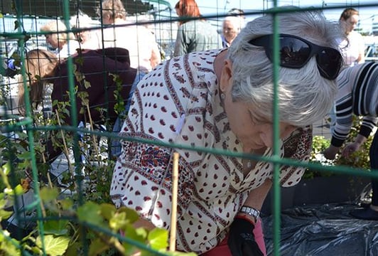 Seniorzy w Odra Centrum | Bioróżnorodny Ogród na Dachu