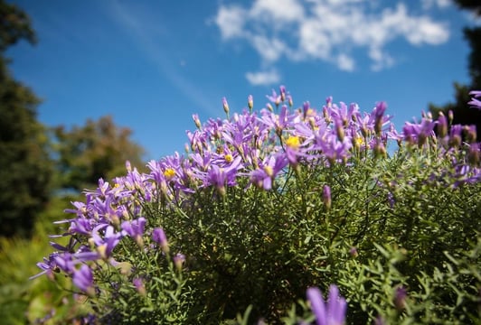 Ogród Botaniczny Wrocław