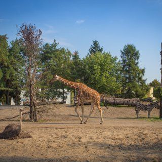 Zoo i Afrykarium – zwiedzanie, pokazowe karmienia, godziny otwarcia