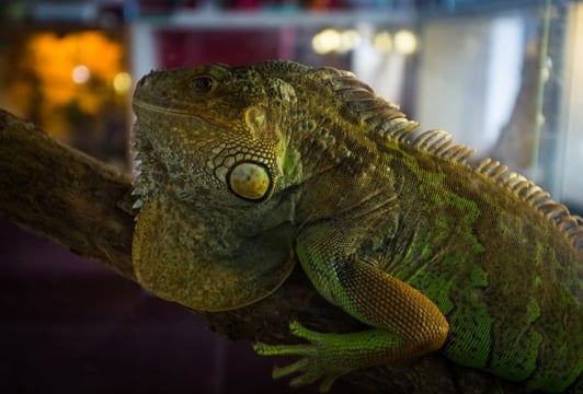 Wystawa Zwierząt Egzotycznych ZOO Team