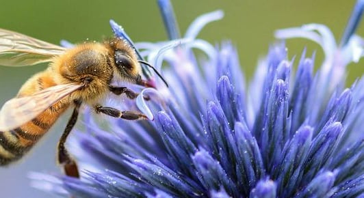 Dzień Pszczoły w Ogrodzie Botanicznym