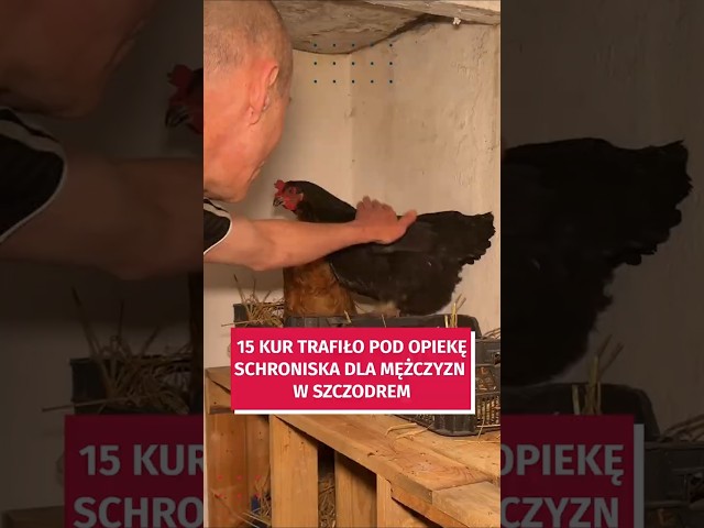 Wideo - Kury ze schroniska trafiły do pałacu. Jak to się stało? #wroclaw