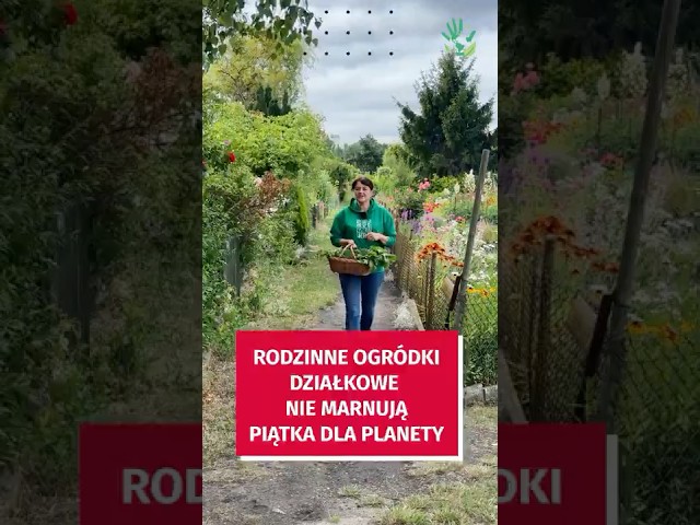 Wideo - Owoce i warzywa za darmo? Do odebrania na ROD - bo ogródki działkowe nie marnują!