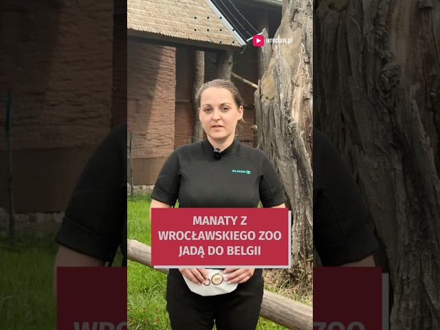 Wideo - Manat Ambroży pojechał do zoo Pairi Daiza. Tak go pakowali do transportu! #wroclaw