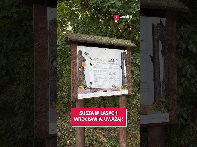 Wideo - Sucho we wrocławskich lasach. Bądź ostrożny!
