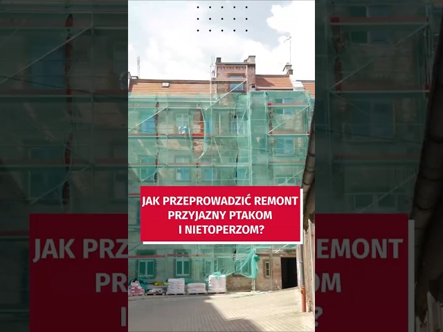 Wideo - Jak przeprowadzić remont przyjazny ptakom i nietoperzom. Krok po kroku #wroclaw