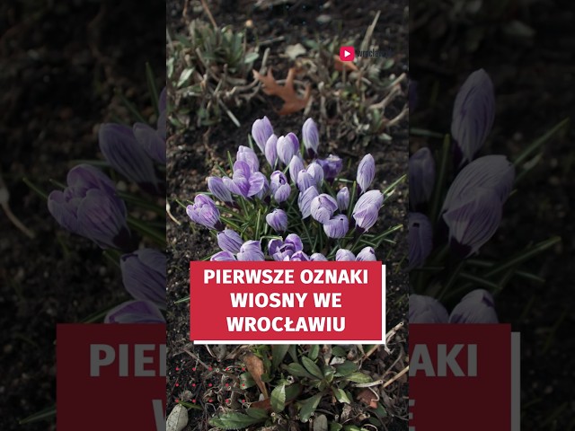 Wideo - Wiosna i jej pierwsze oznaki we Wrocławiu!  #wroclaw #meteo