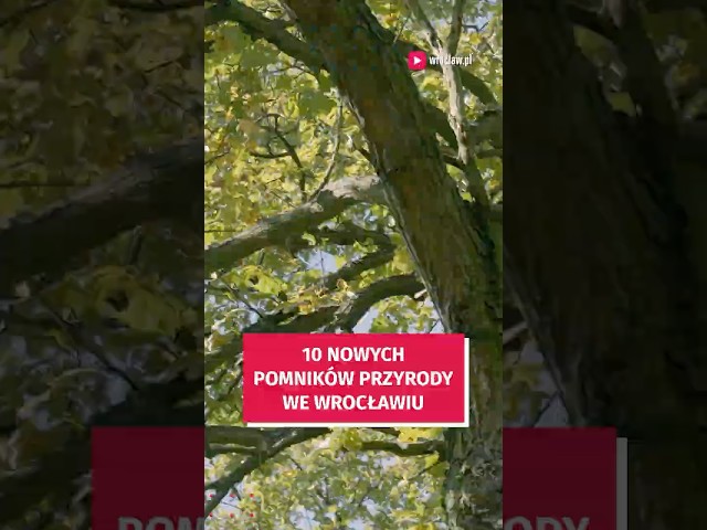Wideo - Mamy 10 nowych pomników przyrody! Zobacz je wszystkie #wroclaw