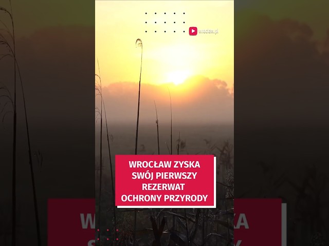 Wideo - Pierwszy rezerwat przyrody we Wrocławiu coraz bliżej #wroclaw #natura