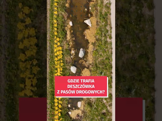 Wideo - Zielono-niebieska infrastruktura w pasach drogowych Wrocławia? Jak najbardziej! #wroclaw #klimat