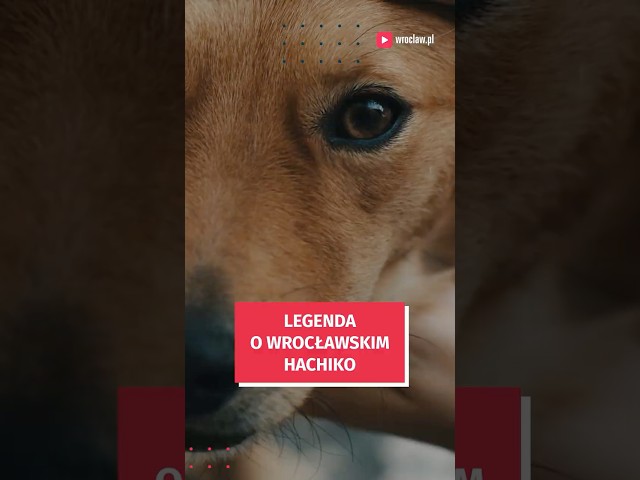 Wideo - Wrocławski pies Hachiko. Wiedzieliście o tej legendzie?  #wroclaw