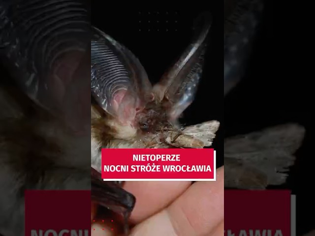 Wideo - Wrocławskie nietoperze. Tego o nich nie wiesz! #wroclaw