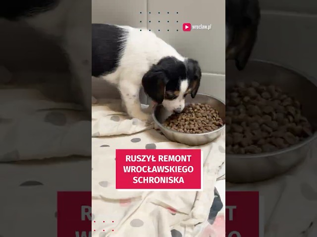 Wideo - Ruszył remont wrocławskiego schroniska dla zwierząt! #wroclaw