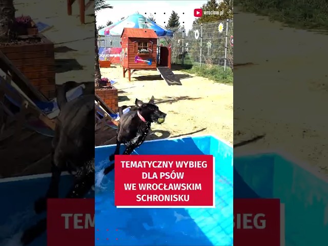 Wideo - Psiaki w schronisku czekają na nowe wybiegi. Jeden, z atrakcjami wodnymi, ufundował Aquapark